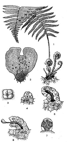 Рис. 13. Развитие папоротника: 1 - взрослое растение (спорофит);  2 - заросток (гаметофит); 3-6 - развитие архегония; 7 - зрелый антеридий.