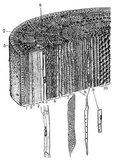 Рис. 23. Клеточное строение однолетнего стебля липы. Продольный и поперечный срезы: 1 - система покровных тканей (снаружи внутрь: один слой эпидермиса, пробка, первичная кора); 2-5 - луб: 2 - лубяные волокна, 3 - ситовидные трубки; 4 - клетки-спутники (3 и 4 вынесены на поля, где изображены более крупно), 5 - клетки лубяной паренхимы; 6 - клетки камбия, в крайних слоях растянутые, дифференцирующиеся; 7-9 клеточные элементы древесины: 7 - клетки сосудов, 8 - древесные волокна, 9 - клетки древесной паренхимы (7, 8 и 9 показаны также крупно); 10 - клетки сердцевины. 