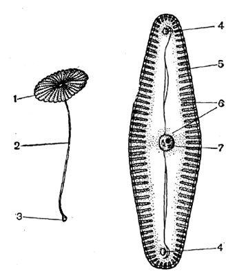 Рис. 27. Одноклеточные растения. Слева - морская зеленая водоросль ацетабулярия средиземноморская, состоящая из гигантской клетки, изображенной в натуральную величину: 1 - шляпка; 2 - стебелек; 3 - ризоиды с ядром. Справа - пресноводная диатомовая водоросль пиннулярия зеленая: 4 - конечные узелки шва панциря; 5 - перистая структура панциря; 6 - цитоплазма; 7 - центральный узелок.