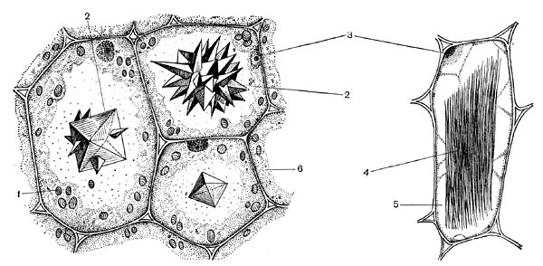 Рис. 34. Кристаллы щавелевокислого кальция в вакуолях клеток. Слева - в клетках из черешка листа бегонии королевской. Справа - в клетке ряски малой. 1 - крахмальные зерна; 2 - друзы; 3 - ядро; 4 - рафиды; 5 - вакуоль; 6 - цитоплазма.