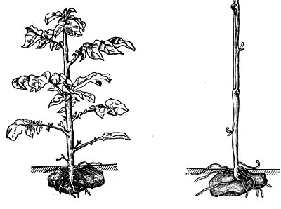 Рис.42. Этиолированный (справа) и   нормальный   (слева)   побеги   картофеля.