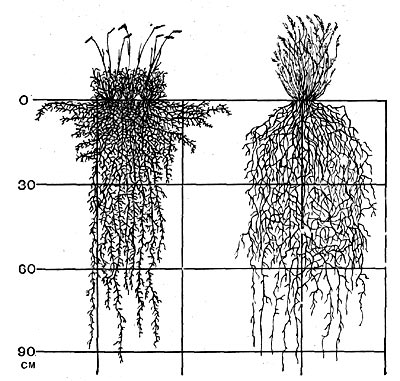 Рис.52.  Корневая система Aristida purpurea (справа)и Bouteloua gracilis (слова).