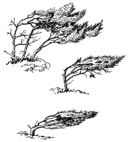 Рис.56. Влияние ветра на обычно правильную крону можжевельника Juniperus excelsa. Крым, берег моря; флагообразная крона.