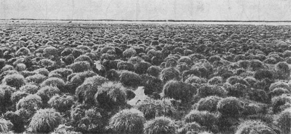 Рис.68. Кочкарное болото.