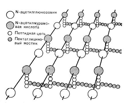 Рис. 3. Схематическое изображение структуры глико-пептида клеточной стенки. К полисахаридным цепочкам, состоящим из JV-ацетилглюкоз-амина и IV-ацетилмурамовой кислоты, присоединены цепочки из аминокислотных единиц — пептиды. Пептиды, связанные друг с другом пеитаглициновыми мостиками, образуют поперечные связи полисахаридных цепочек.