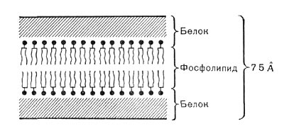 Рис. 8. Схема строения цитоплазматической мембраны.