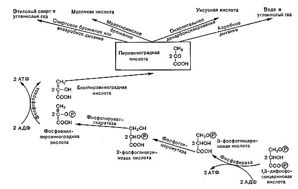 Рис. 9. Основные   типы   расположения   жгутиков   и направления движений бактерий.