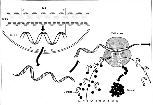 Рис. 13 А. Схема синтеза белка в эукариотной клетке.