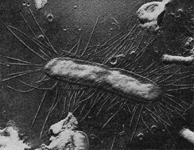 Рис. 15. Палочковидная бактерия с фимбриями. Увел. X 15 000.