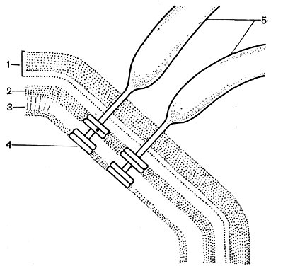 Рис. 18. Схема прикрепления жгутика: 1 — клеточная стенка; 2 — цитоплазматическая мембрана; 3 — мембрана жгутиков; 4 — диски основания жгутиков; 5 — жгутики (по Броку, 1970).