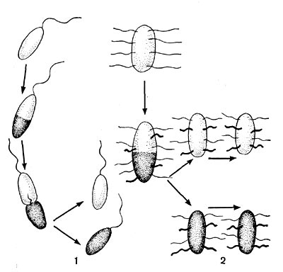 Рис. 19. Распределение и образование жгутиков во время деления клеток: 1 — организм с полярным жгутиком, 2 — перитрих. Схема.