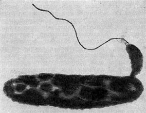 Рис. 22. Прикрепление паразитической бактерии Bdellovibrio к клетке хозяина — Pseudomonas (по Штольлу, 1963).