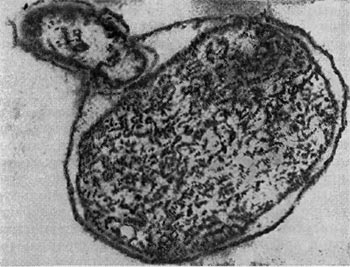 Рис. 23. Прохождение    паразита   внутрь   клетки-хозяина. Ультратонкий срез  (по  Штольпу,  1963).