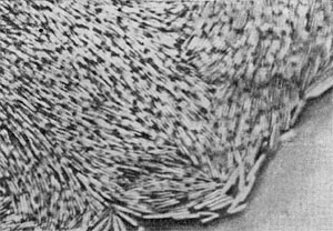 Рис. 38. Край колонии Cl. sporopenitum под микроскопом. Видны скопления клеток в виде «штабелей». Палочковидные клетки расположены радиально: длинной осью они направлены к центру колонии. Увел. X 300.