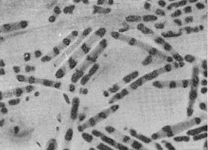 Рис. 46. Молодые, интенсивно делящиеся клетки С1оstridium sporopenitum. Видны делящиеся нуклеоиды. Окраска ядерного вещества по методу Романовского — Гимза. Увел. X 3500.