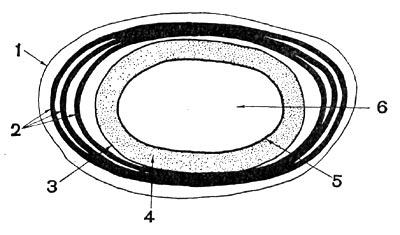 Рис. 65.  Схематическое изображение строения споры: 1 — экзоспориум; 2 — слои споровой оболочки; 3 — внешняя мембрана споры; 4 — кора; 5 — внутренняя мембрана споры; 6 — сердцевина.