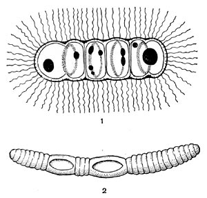 Рис. 67. Схема строения многоклеточных бактерий: 1 — Caryophanon и 2 — Oscillospira (по Пешкову, 1955).