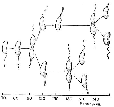 Рис. 74. Стадии жизненного цикла Caulobacter. Схема (по Броку, 1970).