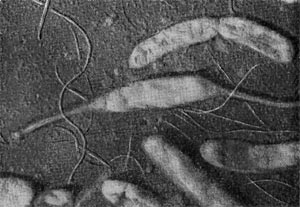 Рис. 76. Клетка Hyphomicrobium с двумя стебельками. Электронная микрофотография. Увел. X 20 000.