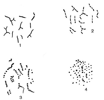 Рис. 98. Последовательное развитие клеток Mycobact. hyalinum на сусло-агаре. Увел. X 600. (По Н. А. Красильникову.) 1 — 1-суточная культура; 2 — 2-суточкая культура; 3 — 3-суточная культура; 4 — 10-суточная культура.