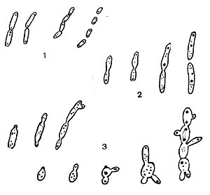 Рис. 99. Размножение микобактерпй.  (По Н. А.   Красильникову.)  Увел.  X 3000. 1 — деление клеток;  2 — перешнуровывание клеток;  3 — почкование.