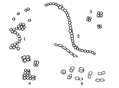 Рис. 111. Родовая принадлежность кокков в зависимости  от расположения клеток после деления: 1 — Micrococcus; 2 — Streptococcus; 3 — Gaffkya;  4 — Sarcina; 5 — Diplococcus.