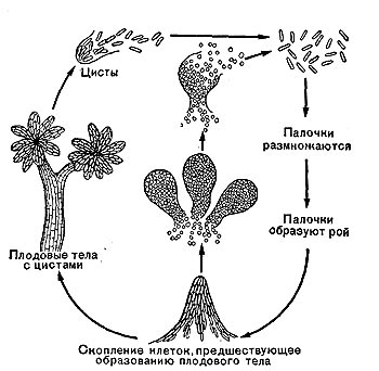 Рис. 114. Цикл развития миксобактерий из рода Chondromyces   (по   Шлегелю,   1972).
