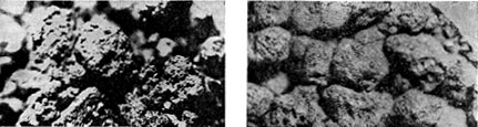Рис. 119. Микроструктура  почвы.   Видны  гранулы  и очаги.   Фото  в  световом  микроскопе 1 — увел. х 20;   2 — увел. х 60.