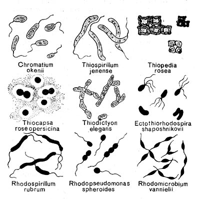Рис. 123. Морфология разных представителей пурпурных и зеленых серобактерий.