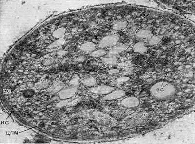 Рис. 126. Ультратонкие срезы клеток Amoebobacter sp. BG — везикулярные фотосинтезирующие структуры; КС — клеточная стенка; ЦПМ — цитоплазматическая мембрана. Увел. X 40 000.