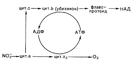 Рис. 132. Схема переноса электронов при фотосинтезе у растений: П, и П2 — пигменты фотоактивных центров; Z, и Z2 — первичные акцепторы электрона; Фд — ферредоксин; НАДФ — никотинамидадениндинуклеотидфосфат; АТФ — аденозинтрифосфат.