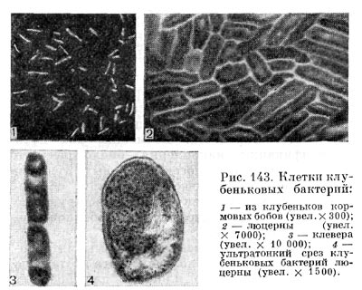 Рис. 143. Клетки клубеньковых   бактерий: 1  — из клубеньков   кормовых бобов (увел, х 300); 2  — люцерны (увел X 7000);   3 — клевера (увел. X  10 000);  4 —  ультратонкий   срез  клубеньковых бактерий люцерны  (увел. X  1500).
