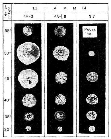 Рис. 191. Гигантские   колонии   различных   актиномицетов при разных температурах. Уменьшено в 2,5 раза.
