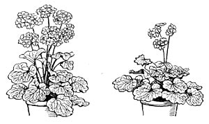 Рис. 201. Стимулирующее действие гиббереллина на рост и цветение примулы. Слева — растение, обработанное гиббереллином; справа — контрольное.