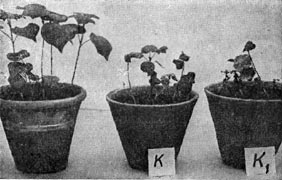 Рис. 203. Инглбирующее действие токсинов актиномицетов на проростки хлопчатника. К, К1 — семена хлопчатника, обработанные токсином: слева — контроль.
