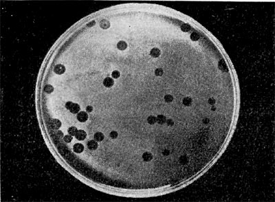 Рис. 215. Негативные  колонии  бактериофага  средней величины.   Увел.   1:1.