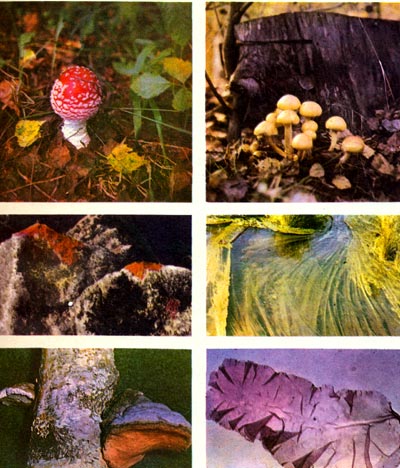 Таблица 1. Водоросли, грибы и лишайники: вверху слева - мухомор; вверху справа - опята; в середине слева - накипные лишайники (на скалах); в середине справа - нитчатая водоросль (в горячем источнике); внизу слева - тутовик; внизу справа - порфира