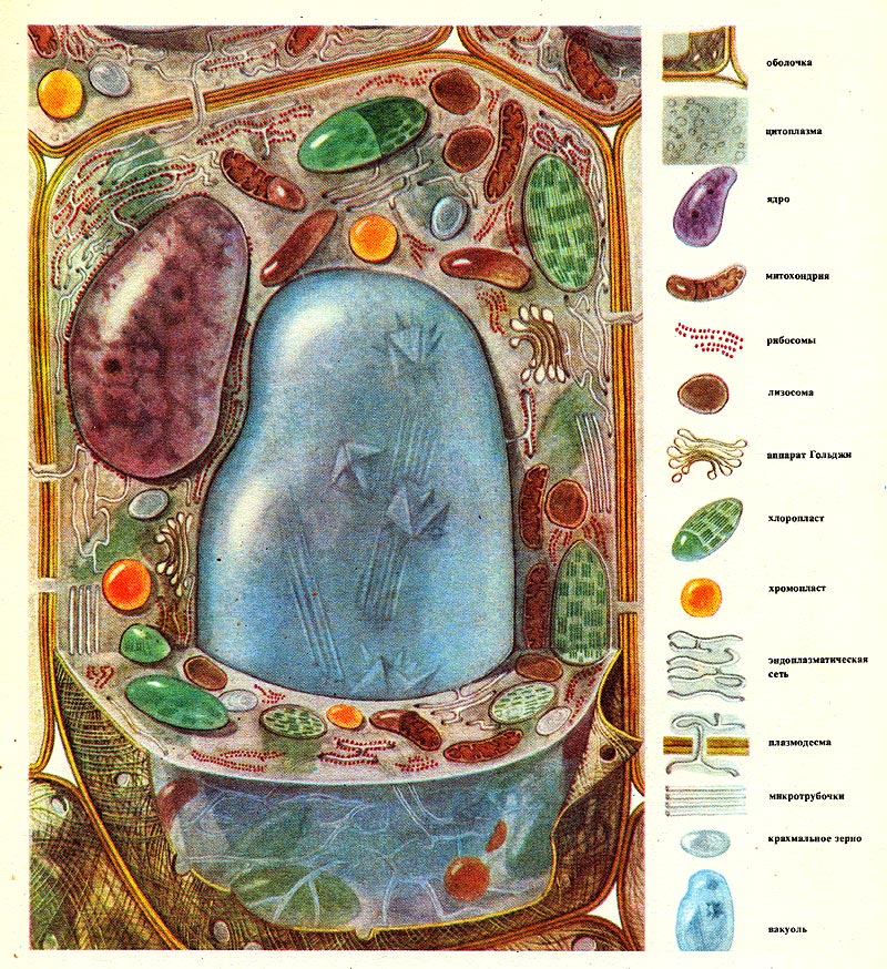 Таблица 7. Схема строения растительной клетки.