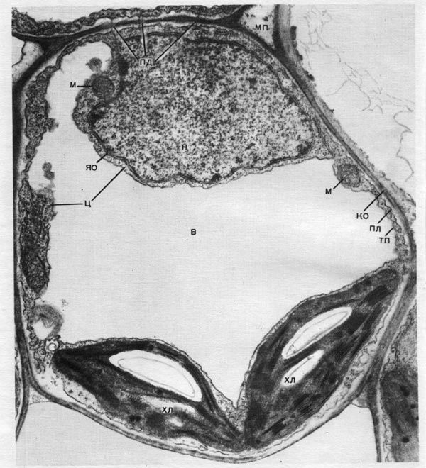 Таблица 8. Клетка из губчатой паренхимы листа коровяка (Verbascum thapsus). Электронная микрофотография (увел, х 25 000) М. Ф. Даниловой: ко — клеточная оболочка; пд —плазмодесмы, соединяющие цитоплазму соседних клеток; мп — межклеточное пространство; ц — цитоплазма; я — ядро; в — вакуоль; яо — ядерная оболочка; м — митохондрии; хл — хлоропласты; пл — плазмалемма; тп — тонопласт.