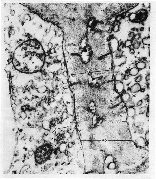 Таблица 9. Участок слившихся оболочек двух смежных клеток и прилегающие к нему участки цитоплазмы этих клеток. Паренхимные клетки коры корня ели (Picea abies). Электронная микрофотография (увел, х 75 000) А. Е. Васильева: ко — клеточные оболочки; пл — плазмалемма; пд — плазмодесмы, некоторые из которых видны не по всей своей длине, так как они тянутся не строго в плоскости среза; ц — цитоплазма; эс — элементы эндоплазматическои сети (многие каналы перерезаны поперек); видна связь эндоплазматическои сети с плазмодесмами; м —митохондрия; р —рибосомы; в — вакуоль.