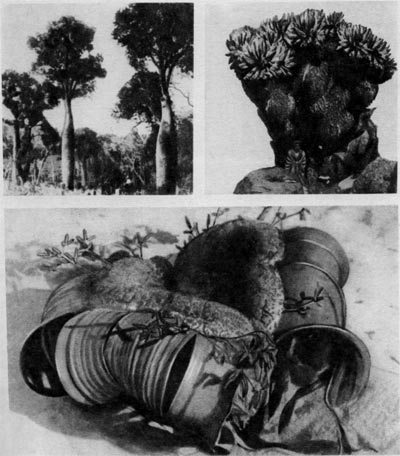 Таблица 17. Жизненные формы: вверху   слева   — бутылочные  деревья  (Австралия)  рода  Brachychiton;  вверху   справа   -- древовидный крестовик; внизу — вельвичия (пустыня Намиб).