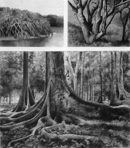 Таблица 18. Жизненные формы: вверху   слева  — мангровые заросли (видны ходульные корни); вверху   справа — многоствольное дерево фисташки; внизу — досковидные корни фикуса (Ficus variegata).
