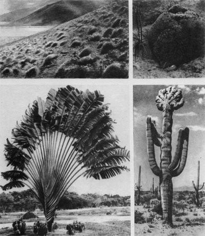 Таблица 19. Жизненные формы: вверхуслева   — подушка акантолимона на Памире; вверху   справа — одна из этих подушек; внизу слева — «дерево путешественников»; внизу справа — древовидные кактусы.