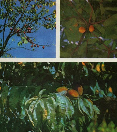 Таблица 22. Культурные растения: вверху слева — слива; вверху справа — какао; внизу — персик.
