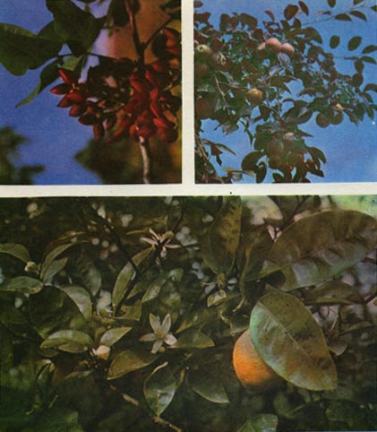 Таблица 23. Культурные растения: вверху слева — фисташка; вверху справа — яблоня; внизу — лимон.