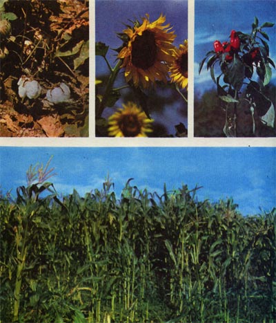 Таблица 24. Культурные растения: вверху (слева направо)— хлопчатник,подсолнечник, красный перец; внизу — кукуруза.
