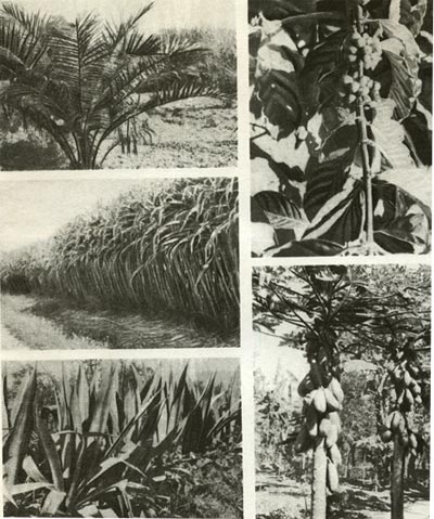 Таблица 25. Культурные растения: слева вверху - масличная пальма;
слева в середине - сахарный тростник; слева внизу — длиннолистная агава; справа внизу - дынное дерево.