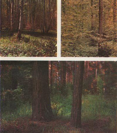 Таблица. 26. Леса вверху слева - берёзовая роща вверху справа - широколиственный лес; внизу - сосновый бор.