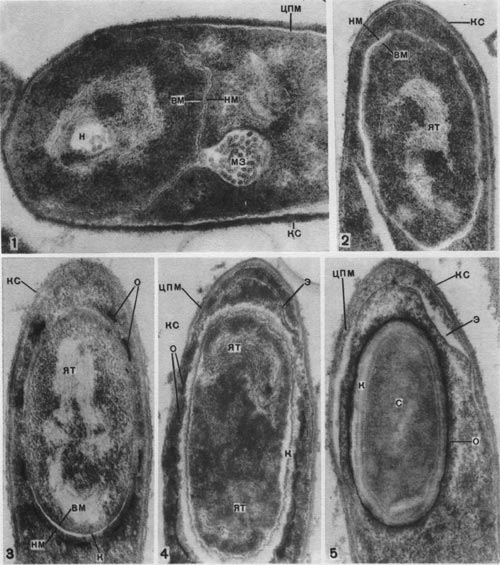 Таблица 33. Спорообразование у анаэробных бактерий: 1 — Clostridium sporotrichum, инвагинация мембраны и образование септы в начале спорообразования: цпм — цитоплазматическая мембрана; вм—внутренняя мембрана проспоры; нм — наружная мембрана проспоры; мз—мезосомы; н — нуклеоид; м — инвагинирующие мембраны; 2 — Cl. sporofasciens, образование проспоры, окруженной двумя мембранами: нм — наружная мембрана проспоры; ем — внутренняя мембрана проспоры; кс — клеточная стенка; ят — ядерный тяж; 3 — Cl. sporotrichum, начало закладки споровой оболочки: о — листки оболочки; нм — наружная мембрана проспоры; ят — ядерный тяж; кс — клеточная стенка; ем — внутренняя мембрана проспоры; к — кортекс; 4 — Cl. penicfflum, нуклеоид в проспоре: о — оболочка проспоры; к — кортекс; э — экзоспориум; цпм — цитоплазматическая мембрана; ят— ядерный тяж; кс — клеточная стенка материнской клетки; 5 — Cl. penicillum, завершение образования споровой оболочки, созревание сердцевины: кс — клеточная стенка материнской клетки; о — оболочка; э — экзоспориум; цпм — цитоплазматическая мембрана; к — кортекс; с — сердцевина споры.