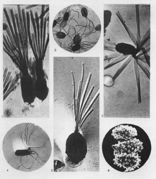 Таблица 34. Спорообразующие анаэробные бактерии: 1 — Clostridium penicillum, трубчатые выросты на спорах; 2 — Cl. sporotrichum, жгутиковидные отростки на спорах; 3 — Cl. taeniosporum, лентовидные выросты на спорах; 4 — Cl. sporopenatum, перистые выросты на спорах; 5 — Cl. sartagoformum, трубчатые выросты на спорах; 6 — Clostridium sp., споры с шипами на поверхности оболочки.